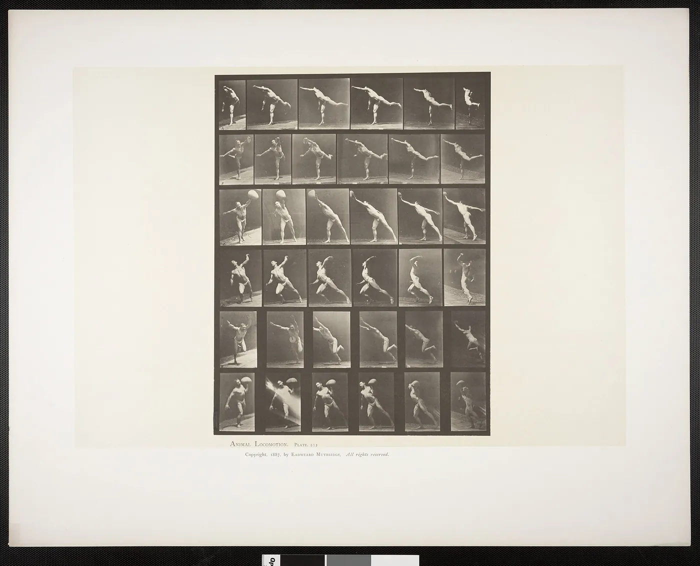 Man in pelvis cloth striking a blow, throwing a disk, heaving a 75-lb stone, throwing a ball (rbm-QP301M8-1887-523)