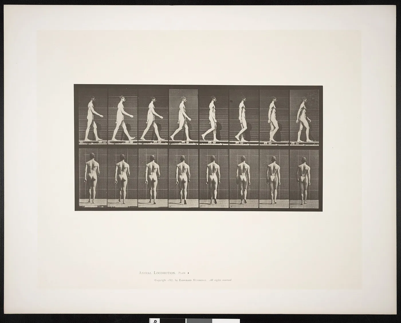 Man in pelvis cloth walking (rbm-QP301M8-1887-008)