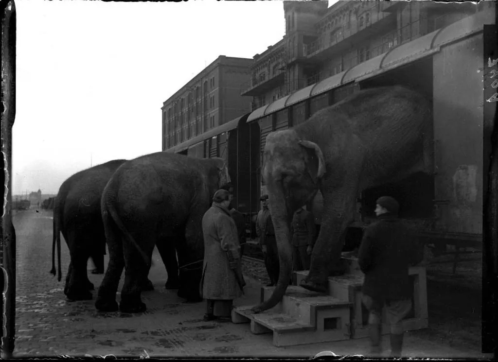 12-15-1946 00740A Olifanten van Circus Knie (6742596679)