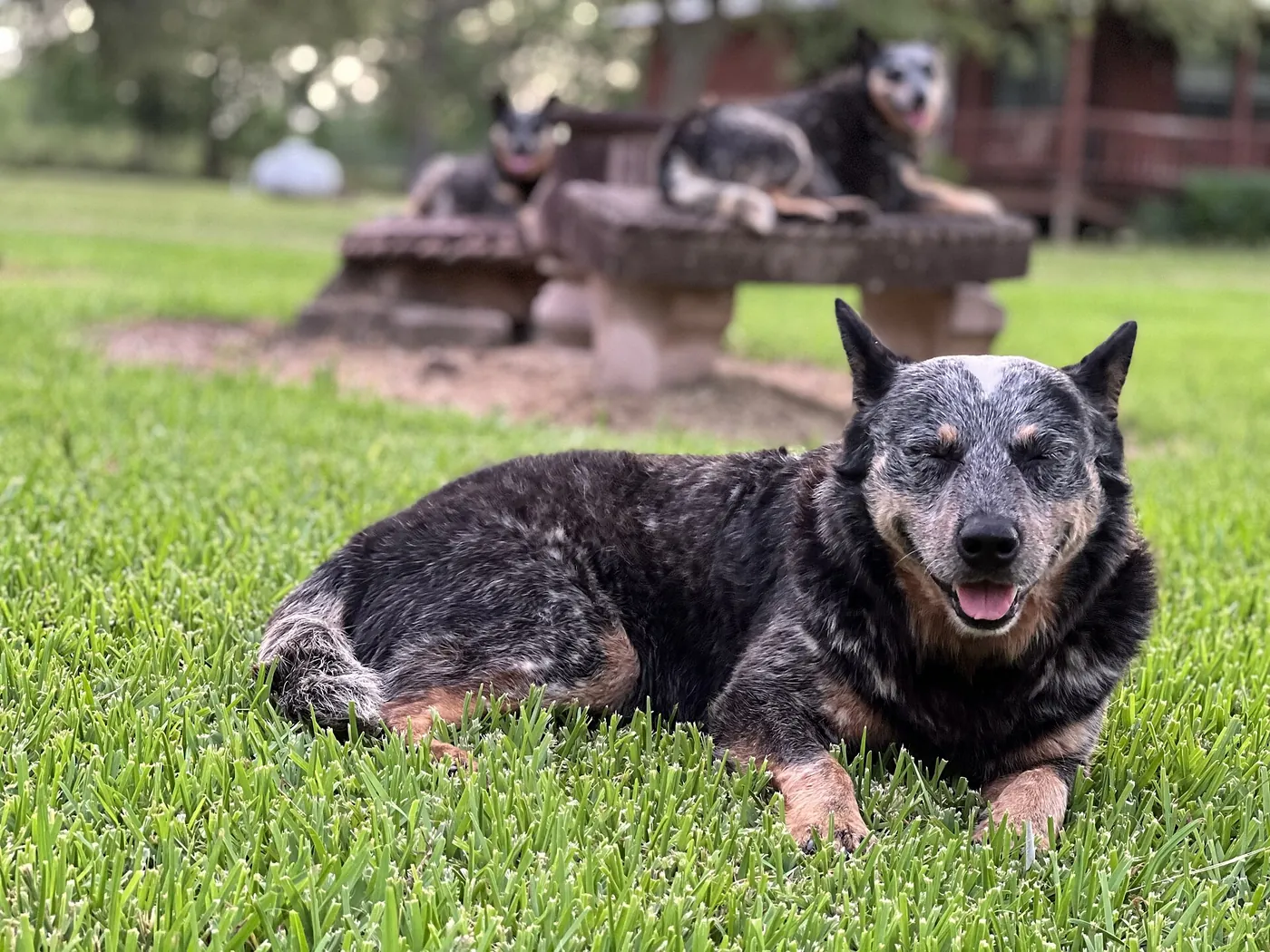 Picture of Australian Cattle Dogs (Blue Heelers)
