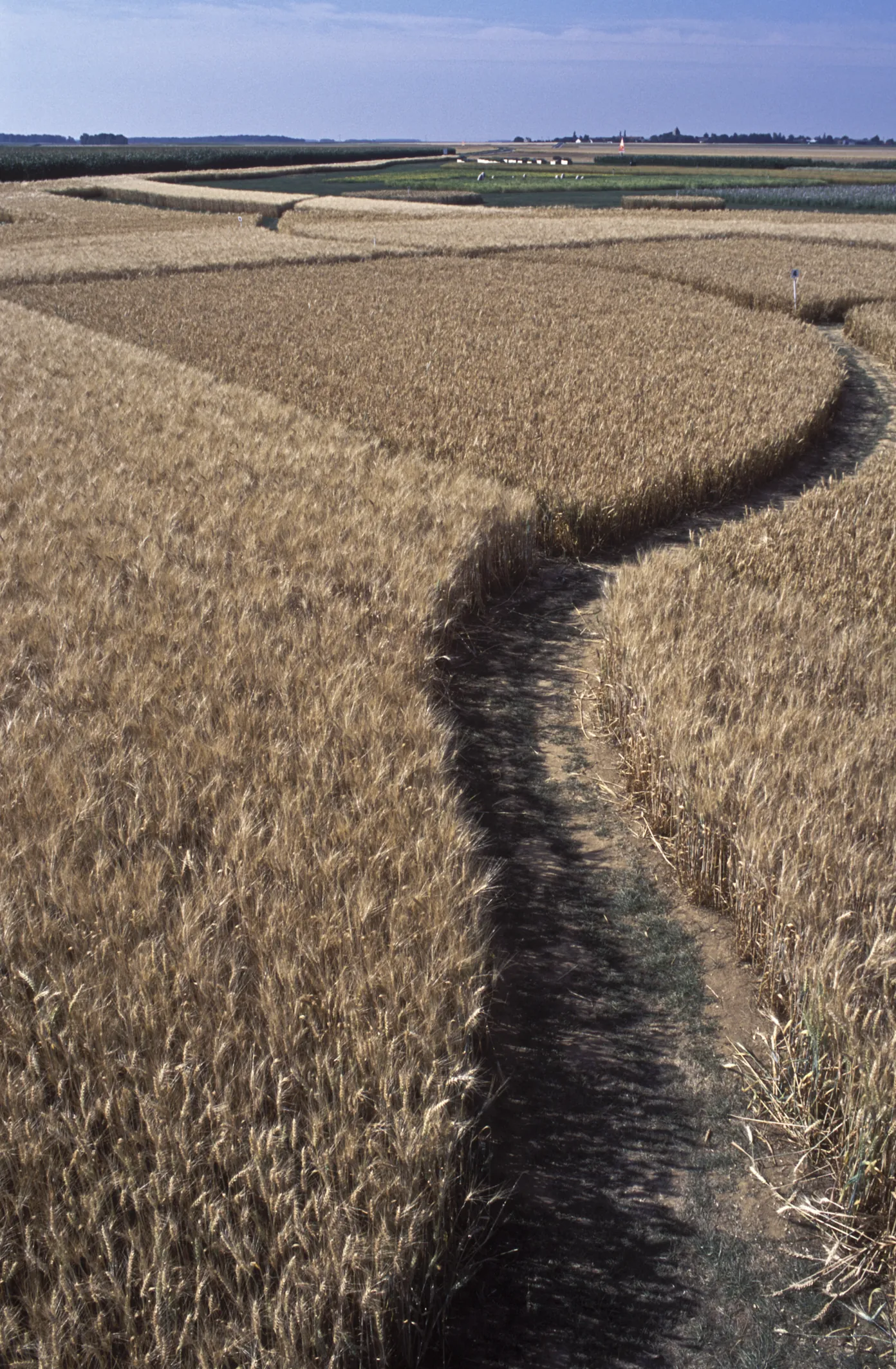 Champs de Blé dans la Beauce AO Cl Jean Weber (23456270983)