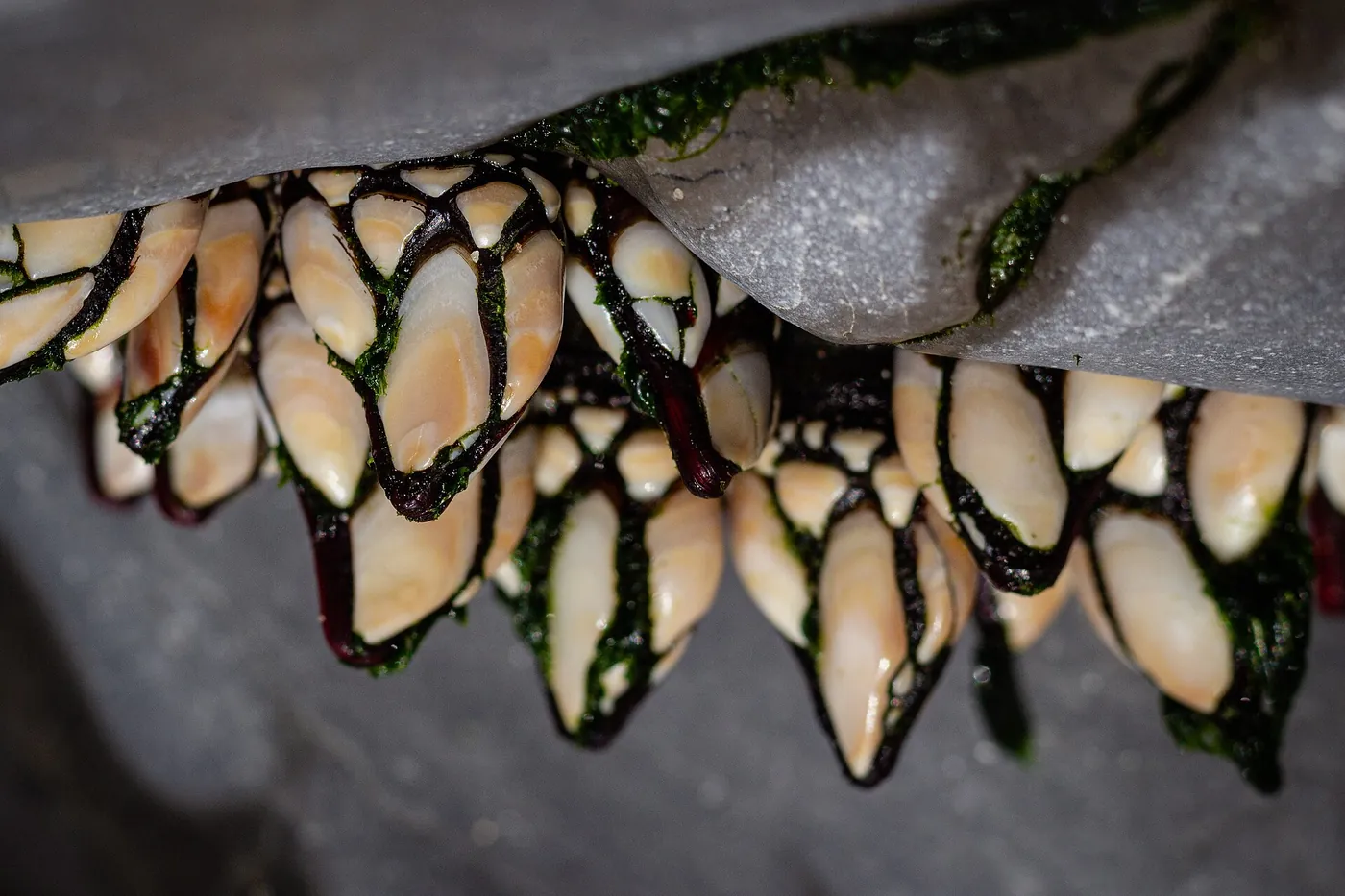 Barnacles Pollicipes pollicipes