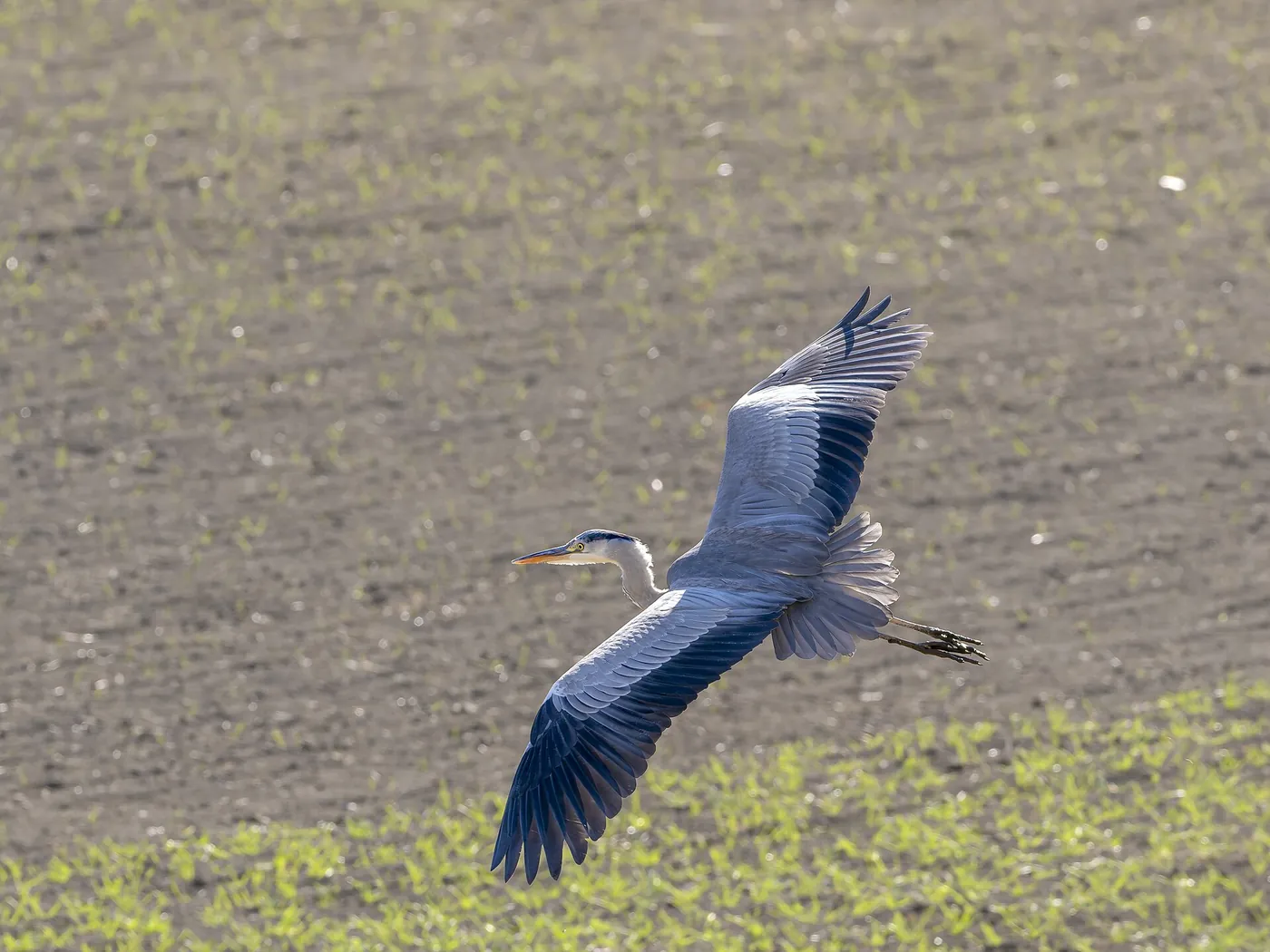 Ardea cinerea Flying Gumma-ken Japan 20250105- YAS2891-2