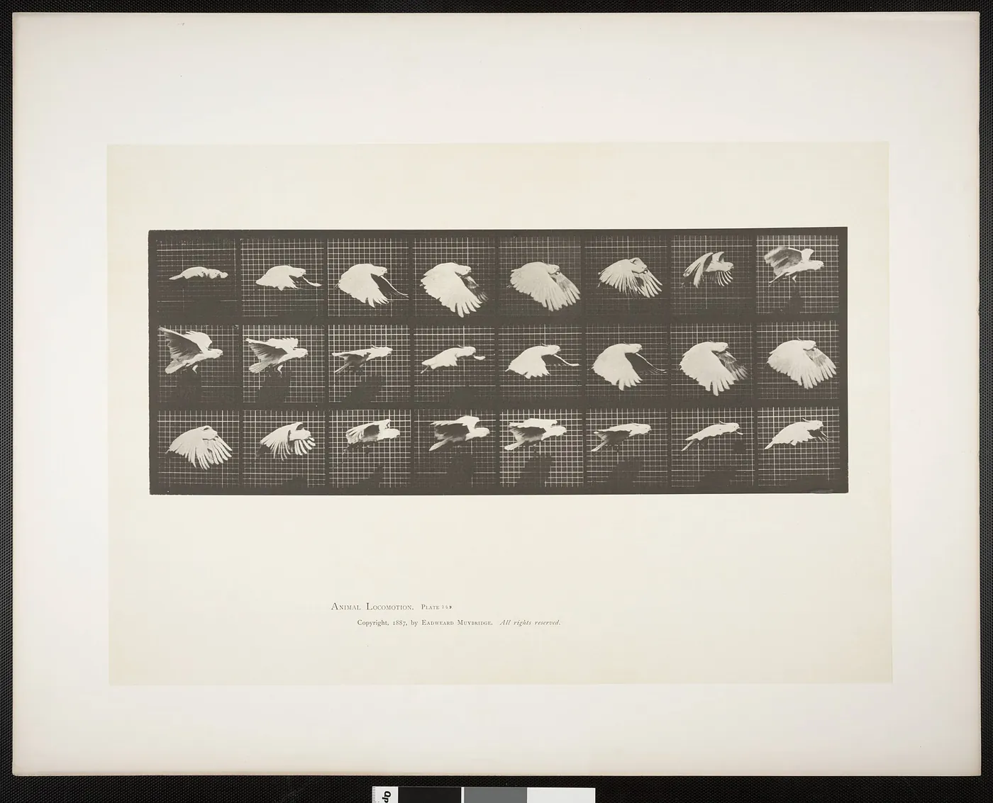 Cockatoo flying (rbm-QP301M8-1887-759)